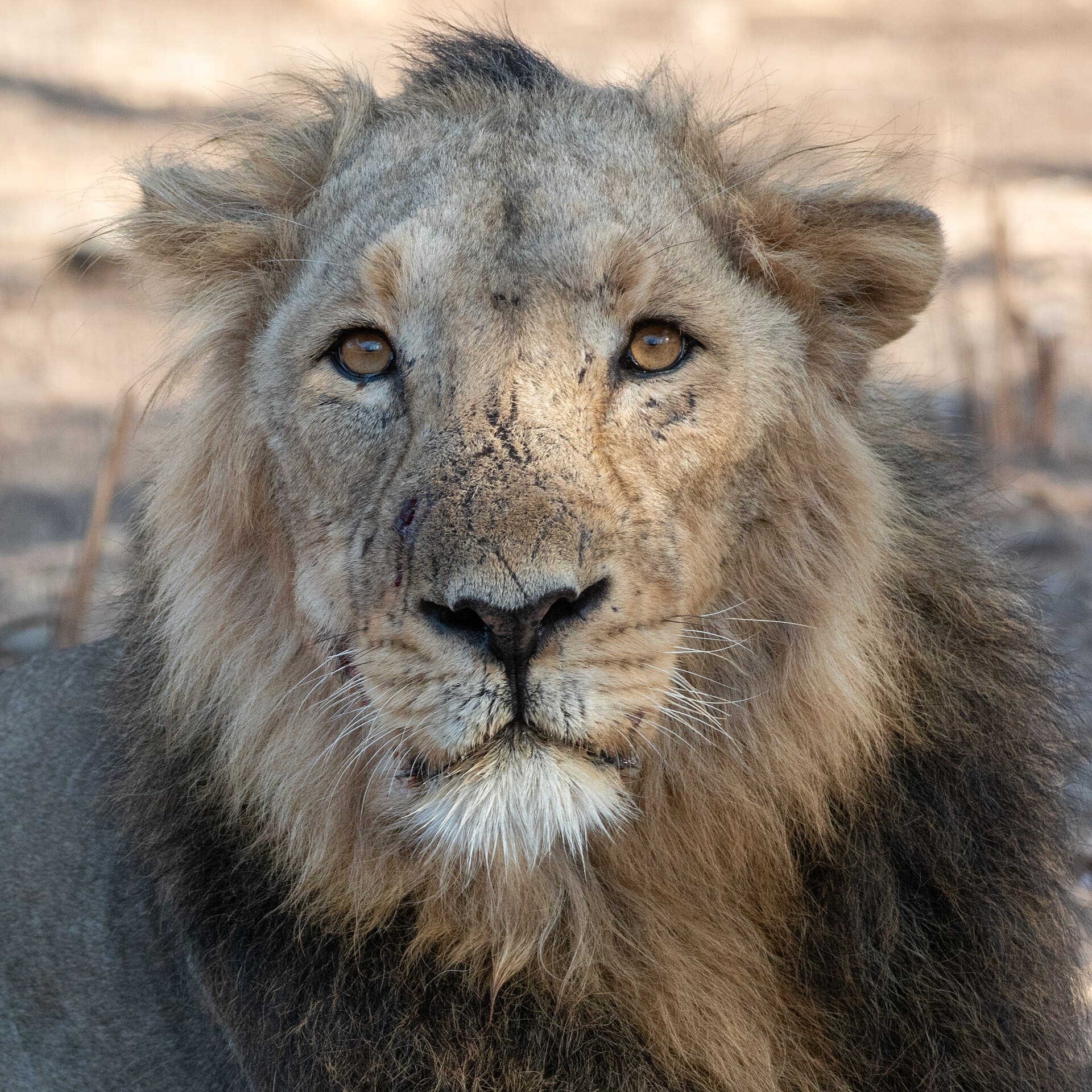 Gujarat Heritage & Wildlife
