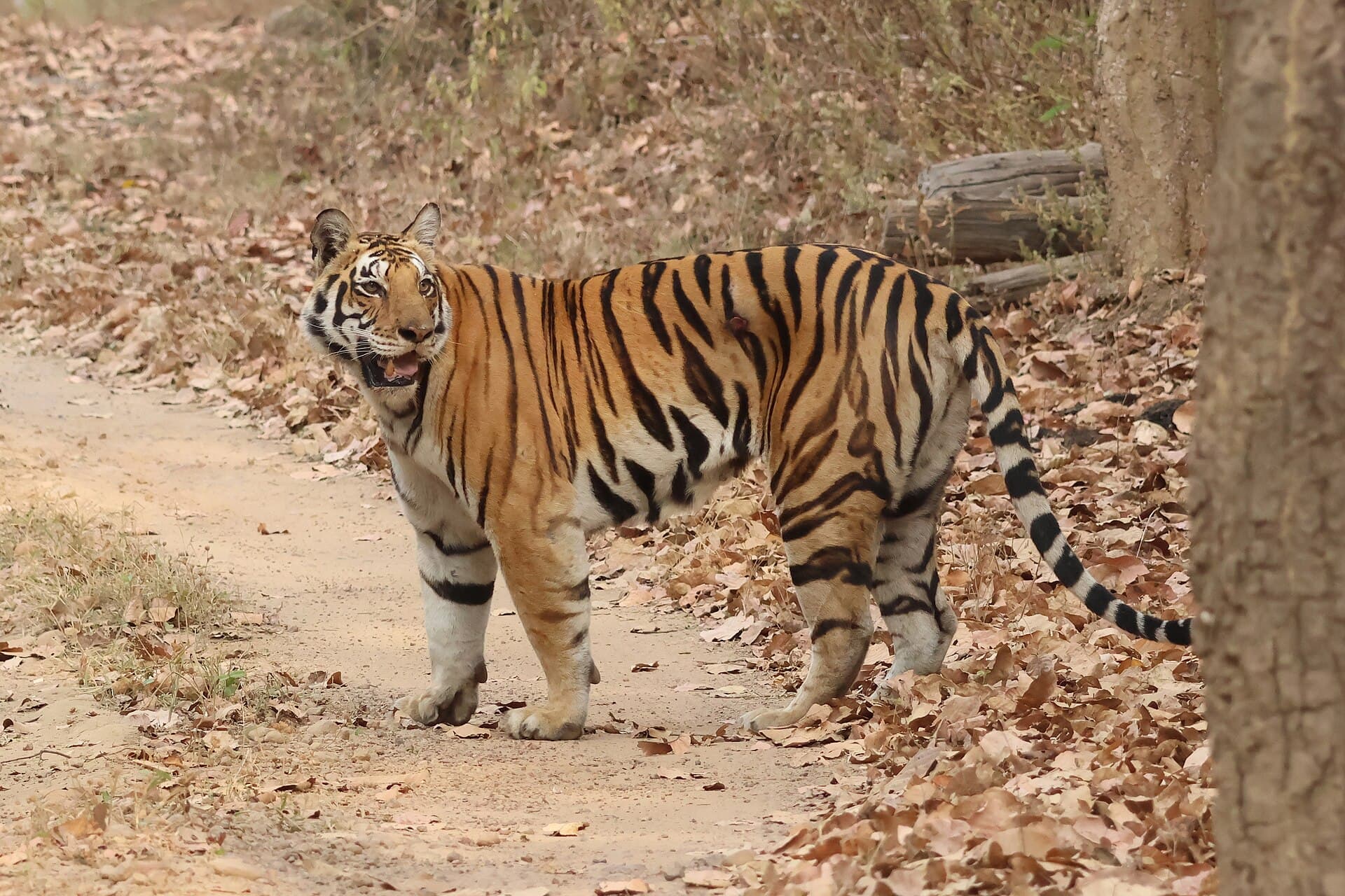 Kanha National Park