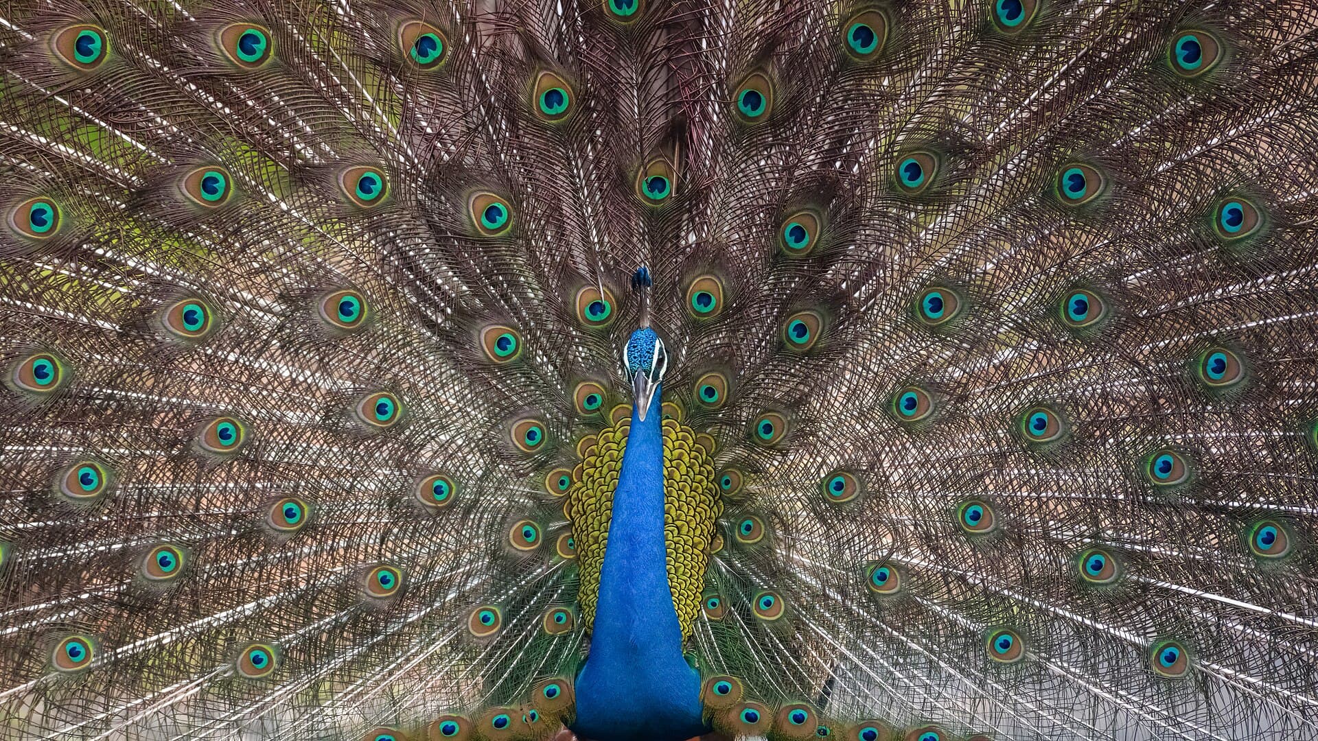 Pench National Park
