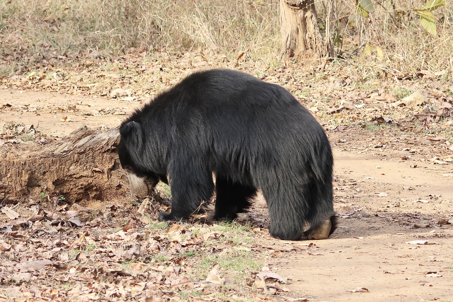 Satpura National Park