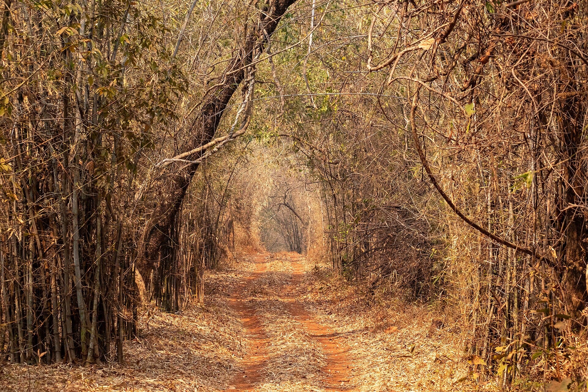 Tadoba National Park