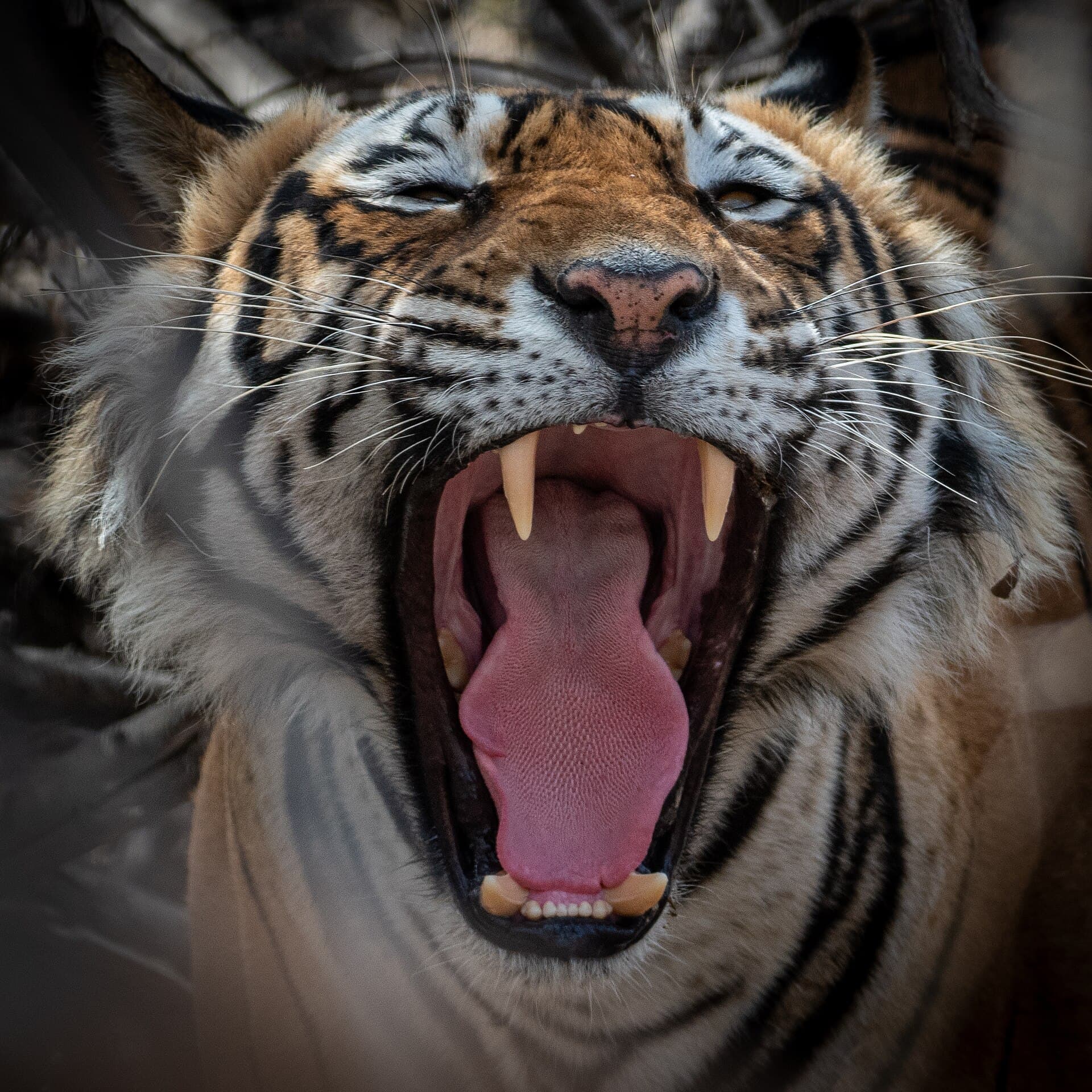 Ranthambore